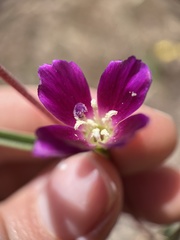 Clarkia purpurea viminea