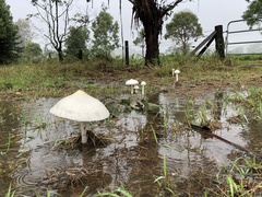 Macrolepiota dolichaula