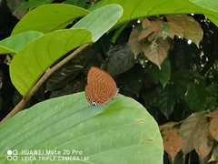 Arhopala major major