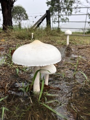 Macrolepiota dolichaula