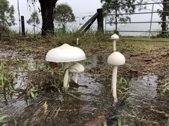 Macrolepiota dolichaula