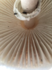 Macrolepiota dolichaula