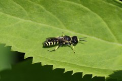 Ectemnius lapidarius