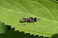 Ectemnius lapidarius