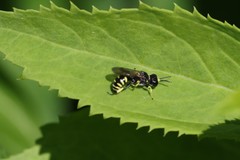 Ectemnius lapidarius