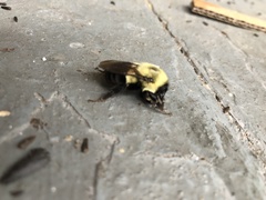 Bombus impatiens