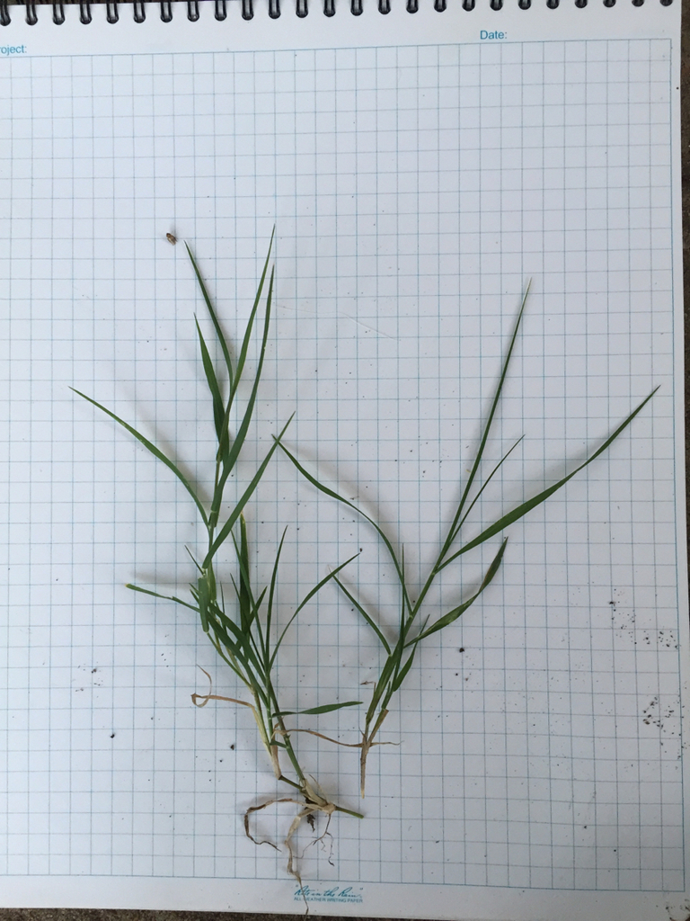 Japanese Stiltgrass (Invasive Plants of Maryland) · iNaturalist