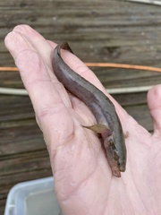 Erotelis smaragdus