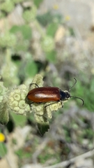 Omophlus syriacus