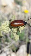 Omophlus syriacus
