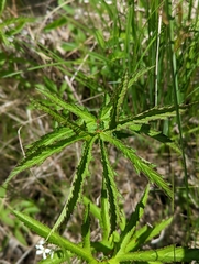 Filipendula rubra