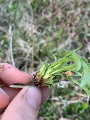Rhopalomyia capitata