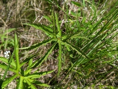 Filipendula rubra
