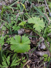 Aconitum lasiostomum