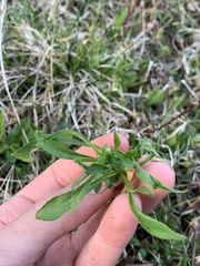 Rhopalomyia capitata