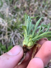 Rhopalomyia capitata