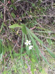 Stellaria longipes