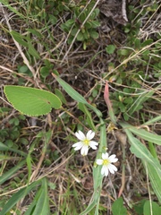 Stellaria longipes