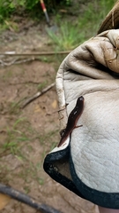 Macrobdella mimicus