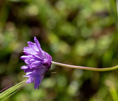 Dichelostemma congestum