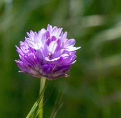 Dichelostemma congestum