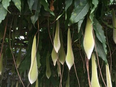 Wisteria floribunda