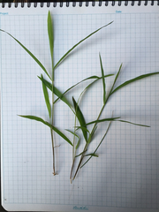 Microstegium vimineum