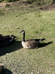 Branta canadensis