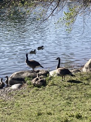 Branta canadensis
