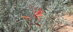 Castilleja miniata oblongifolia