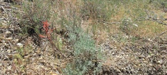 Castilleja miniata oblongifolia