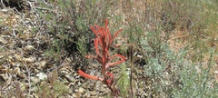 Castilleja miniata oblongifolia