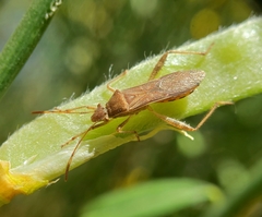 Burtinus notatipennis