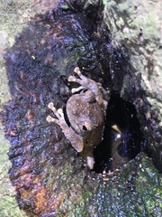 Kurixalus idiootocus