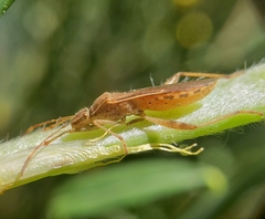 Burtinus notatipennis