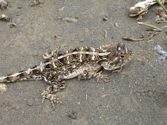 Agama armata