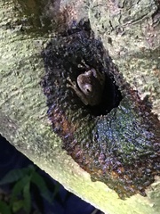 Kurixalus idiootocus