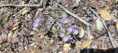 Phacelia curvipes