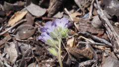 Phacelia curvipes
