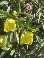 Oenothera flava