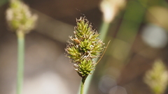 Carex subfusca