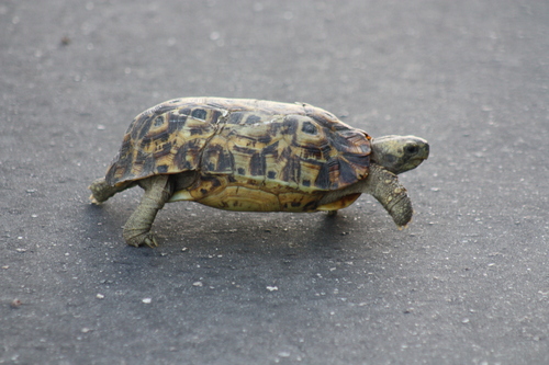 Kinixys spekii