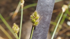 Carex subfusca