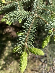 Picea