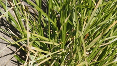 Carex subfusca
