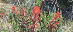 Castilleja miniata oblongifolia