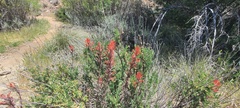 Castilleja miniata oblongifolia