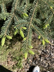 Picea