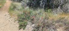 Castilleja miniata oblongifolia