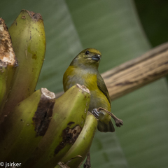 Euphonia hirundinacea